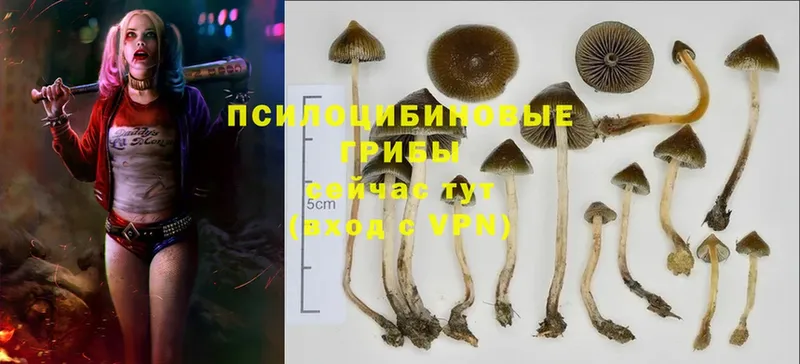 Галлюциногенные грибы Cubensis  Лебедянь 